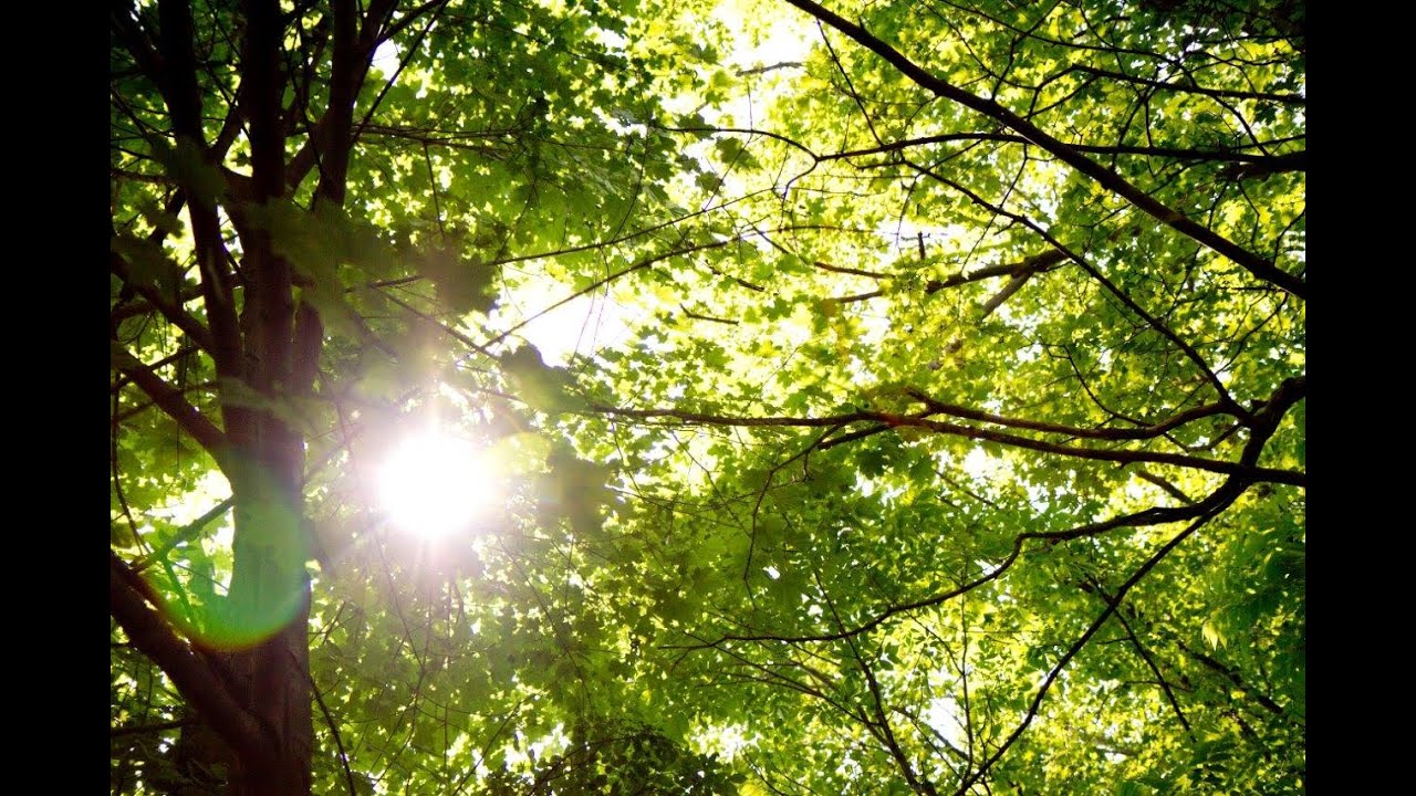 Through the Trees (Music Video) YouTube Music