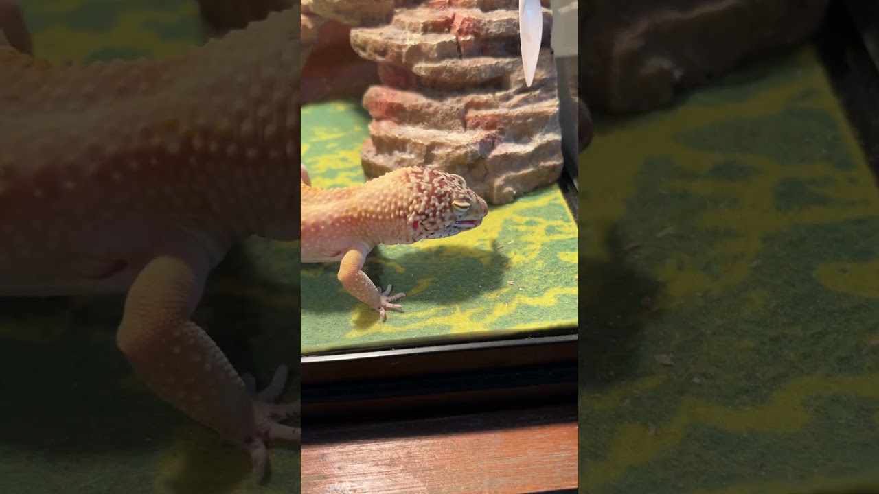 Rex making quick work of his worms 