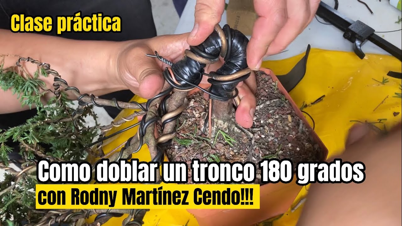 Cómo doblar un tronco 180 grados!!! Clase práctica con el Maestro Rodny Martínez Cendo.