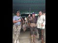 caza de venados y jabali con perros maraquita