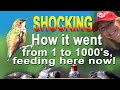 CRAZY Hummingbird Story HOW we go from 1 to 1000 DIY RECIPE Feeder Nest Solar Fountain Garden Plants
