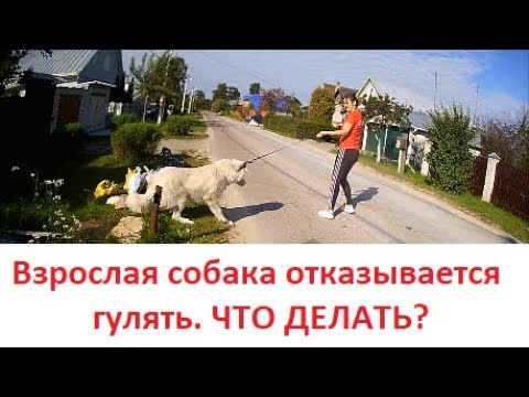 Собака отказывается гулять. Что делать?