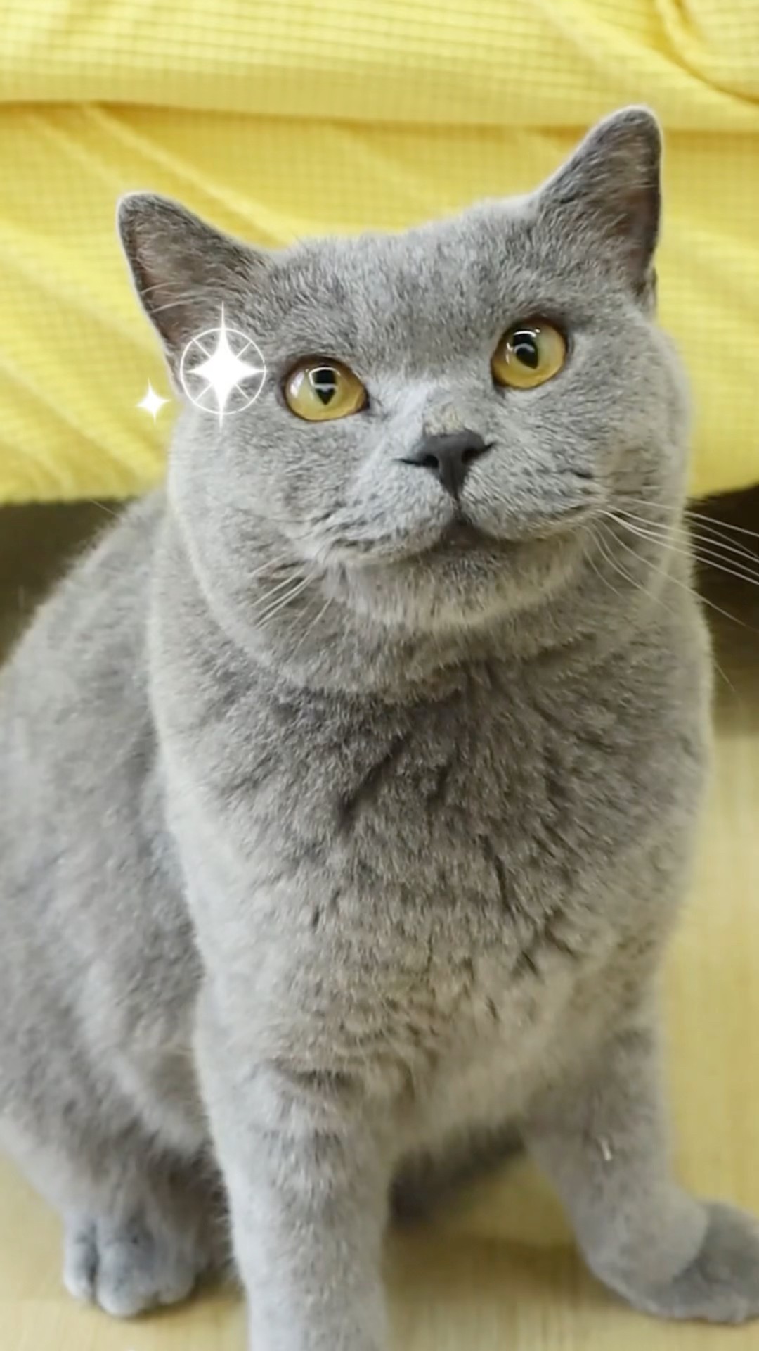 Oscar's Got A Surprise?: Wicked Ball M3 Is Coming!?  #cheerble #wickedballm3 #funnycat  #trending