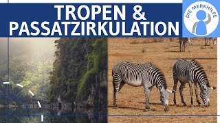 Tropen & Patzirkulation Einfach Erklärt - Klimazonen, Ökozonen, Vegetationszonen - Geografie