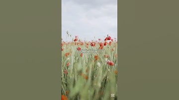 وهو معكم أينما كنتم 🌿 | عظمة الله وعلمه بكل شيء – سورة الحديد