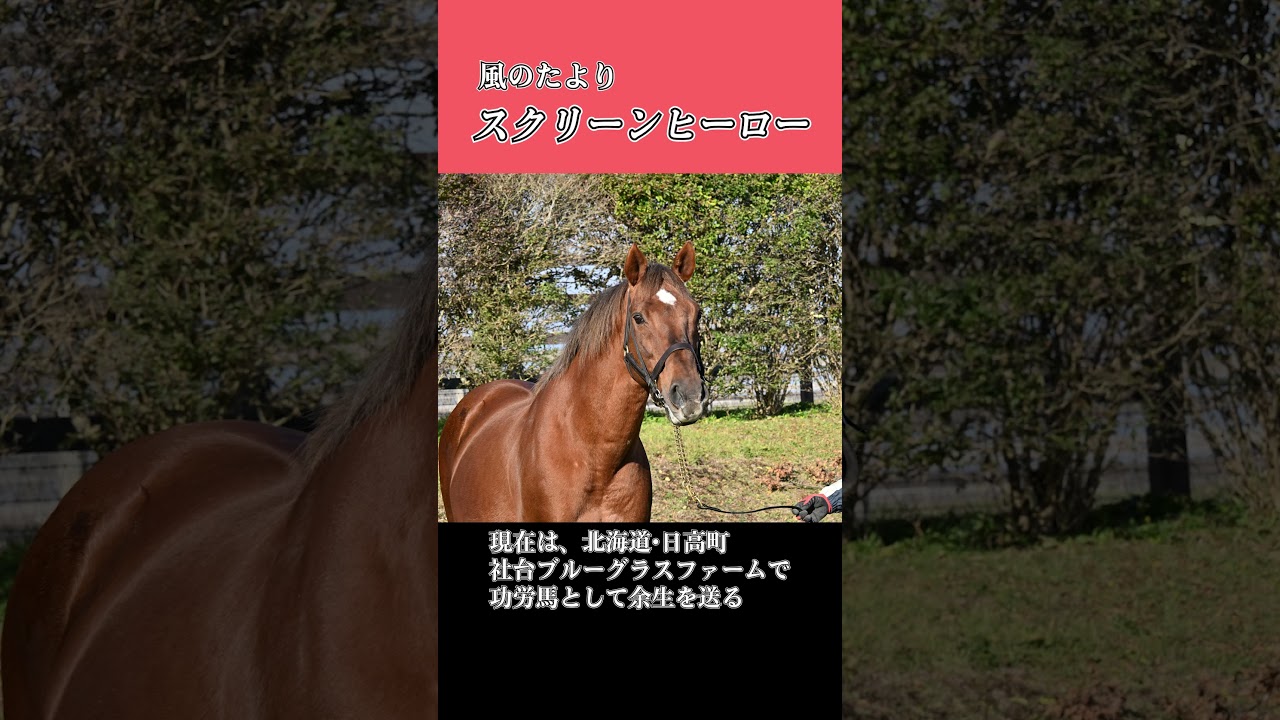 風のたより】スクリーンヒーロー 2008年ジャパンカップ勝ち馬 - YouTube