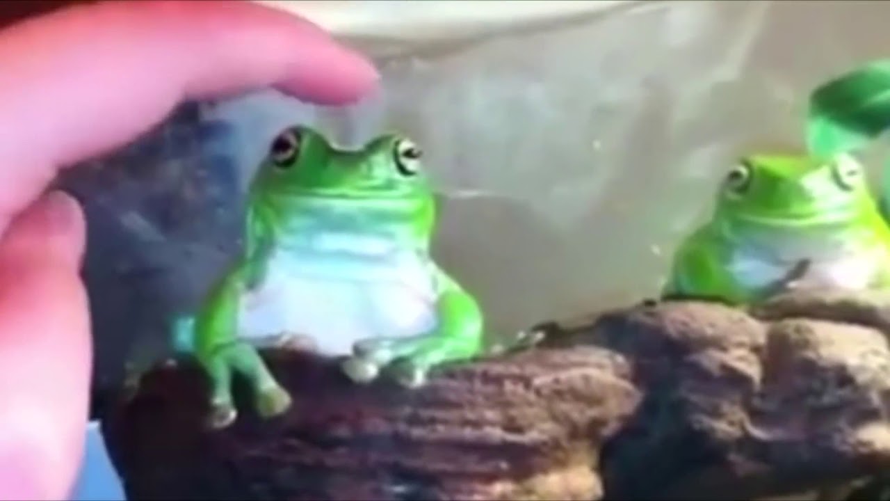 ЛЯГУШКА мем - YouTube