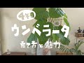 【観葉植物】ウンベラータの魅力と育て方（４年目）