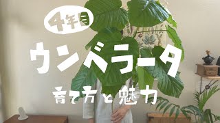 【観葉植物】ウンベラータの魅力と育て方（４年目）