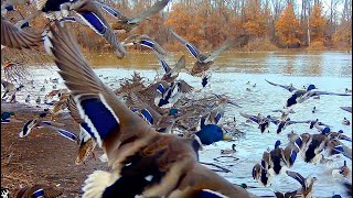 10,000 THOUSAND MALLARDS, AND PINTAILS, IN FLOODED OXBOW, GIANT BUCKS, DOUBLE DROP TINE WHITETAIL