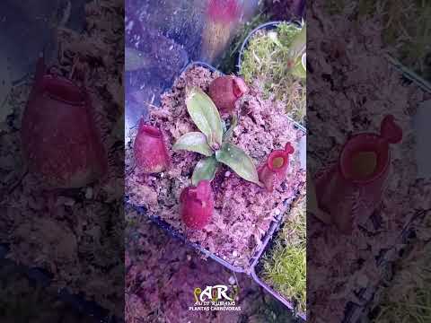 Video: Cómo obtener jarras en la planta de jarra - Razones por las que una planta de jarra no produce jarras