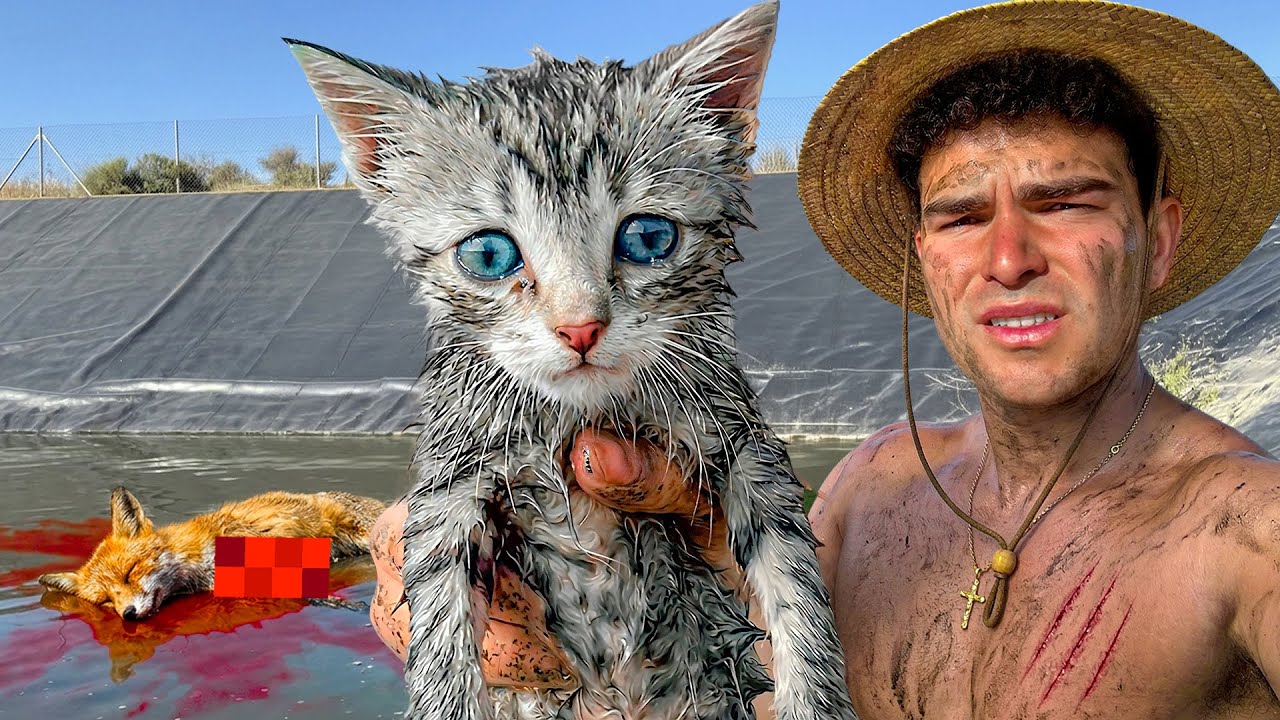 Original Title & Thumbnail