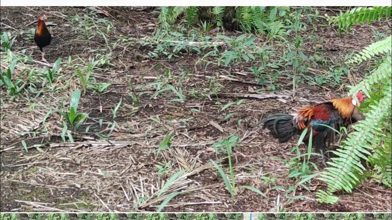 Ayam Hutan Pikat Betina F1 #69