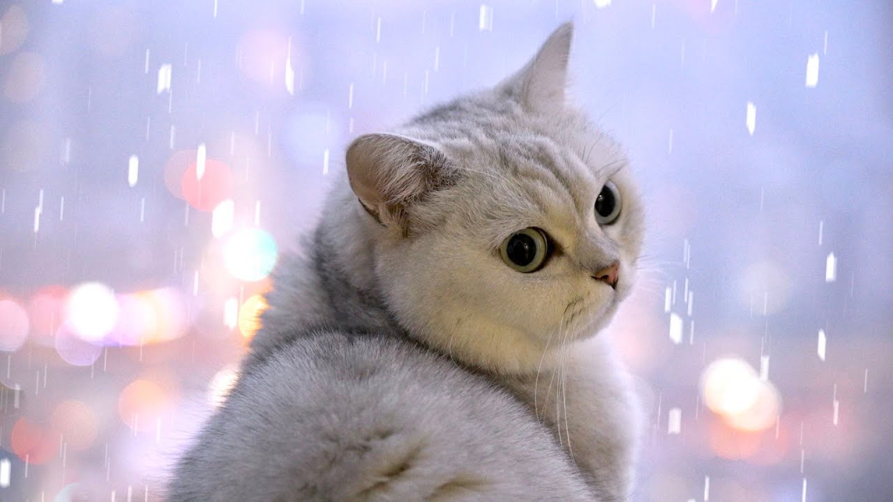 花花与三猫 猫咪被绝育 女主人悲痛欲绝全程记录 竟然做成搞笑记录片 Youtube 花花与三猫 猫咪被绝育 女主人悲痛欲绝全程记录 竟然做成搞笑记录片 Youtube