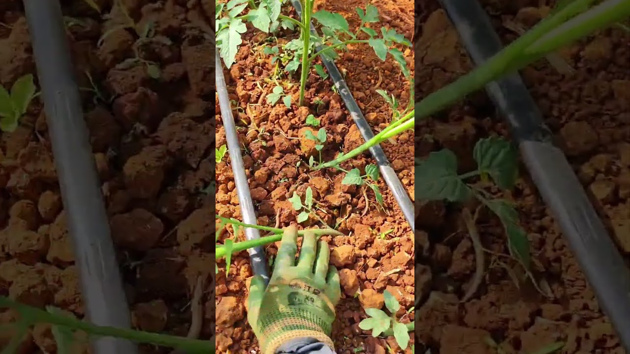 Tips to grow tomato for high yield 