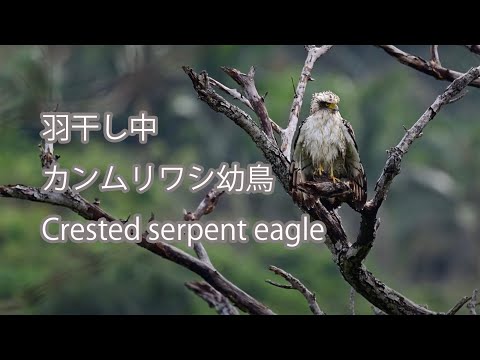 【羽干し中】カンムリワシ幼鳥 Crested serpent eagle