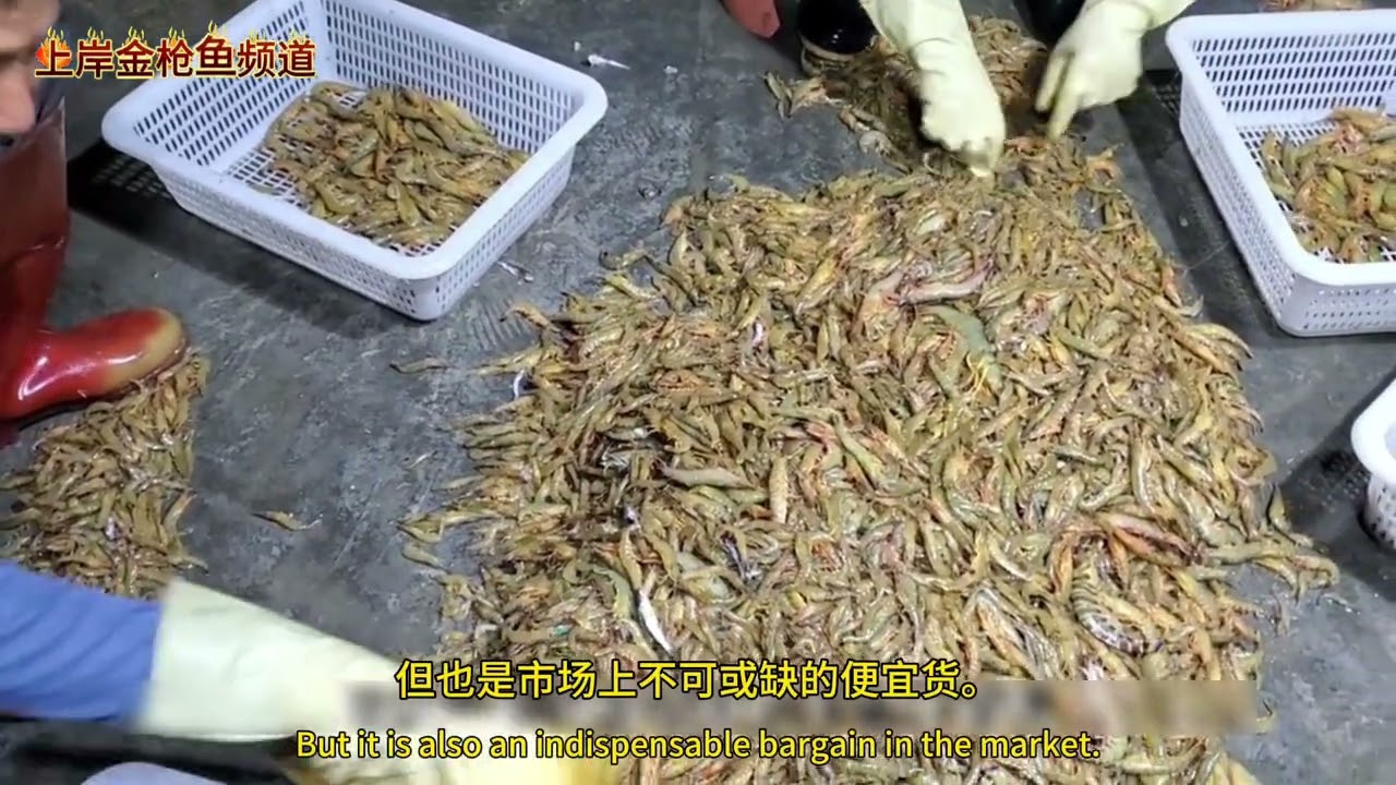 650马力单拖网渔船在深夜起网，渔船捕到了一网爆网的大虾和螃蟹。The fishing boat caught a net full of large shrimp and crabs.