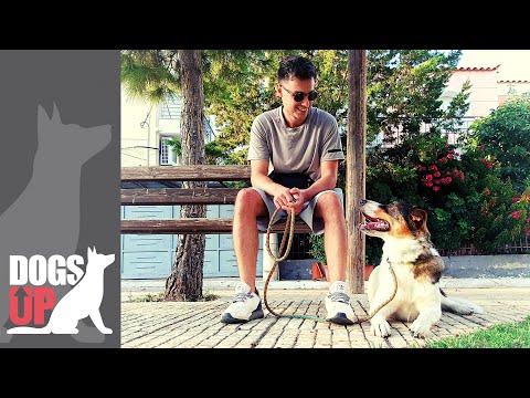 Βίντεο: 9 μύθοι για την επιθετικότητα των σκύλων