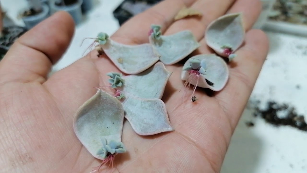suculentas Echeveria lilacina reproducción por hoja donsuculento