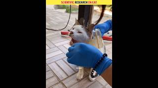 Scientific Research On Cat ? | Islam and Science ? shorts