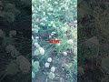 #shorts #Nature #video #viral #shortsvideo