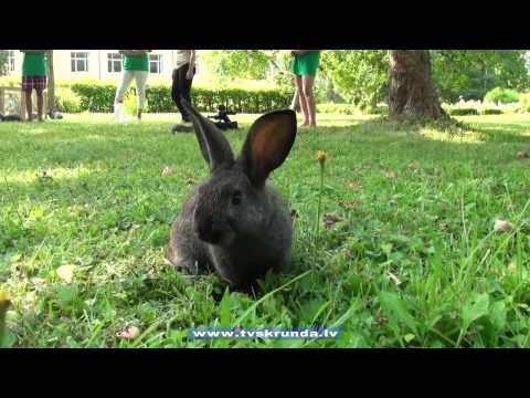 Video: Kā Laist Trušus Ziemā