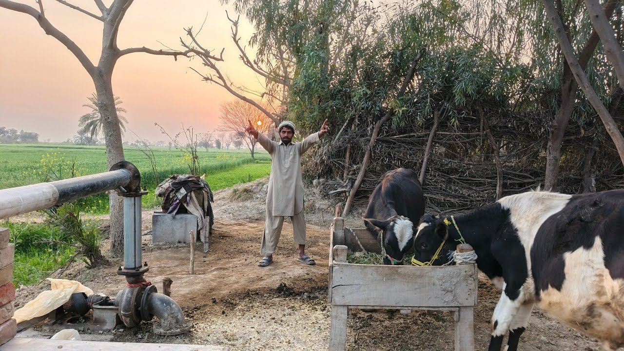 Jutt ki Mal maveshiyon Ne Ji Bhar Kar chara khaya🐄🐂🐃🐄