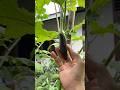 Hasil sabungan pucuk terong dengan batang takokak, alhamdulillah sudah berbuah #kokkalai #buah
