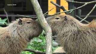 Very Interesting Interactions Between These 2 Capybaras – Butter and Ryosuke
