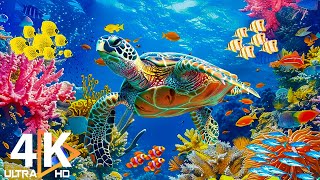 Under Red Sea 4K  Beautiful Coral Reef Fish in Aquarium, Sea Animals for Relaxation  4K Video #46