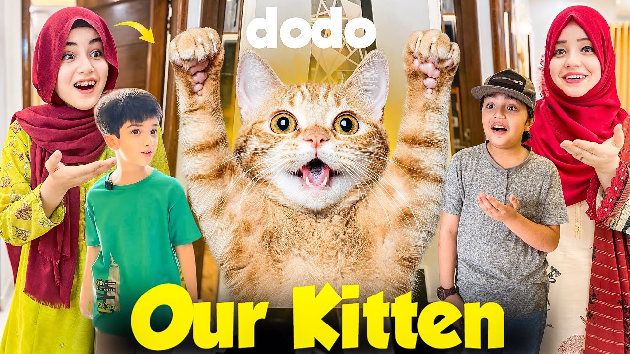 Meet Our New Friend DODO The Little Kitten 🐱 How He Spend All Day With ...