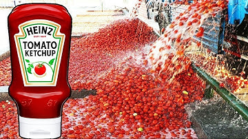 THIS is how HEINZ KETCHUP is PRODUCED using millions of tomatoes🍅
