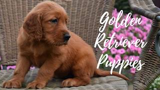 Golden Retriver Puppies
