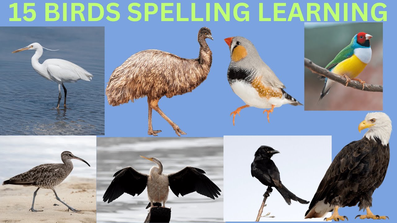 08- BIRDS SPELLING LEARNING        The Ultimate Kids YouTube Learning Channel