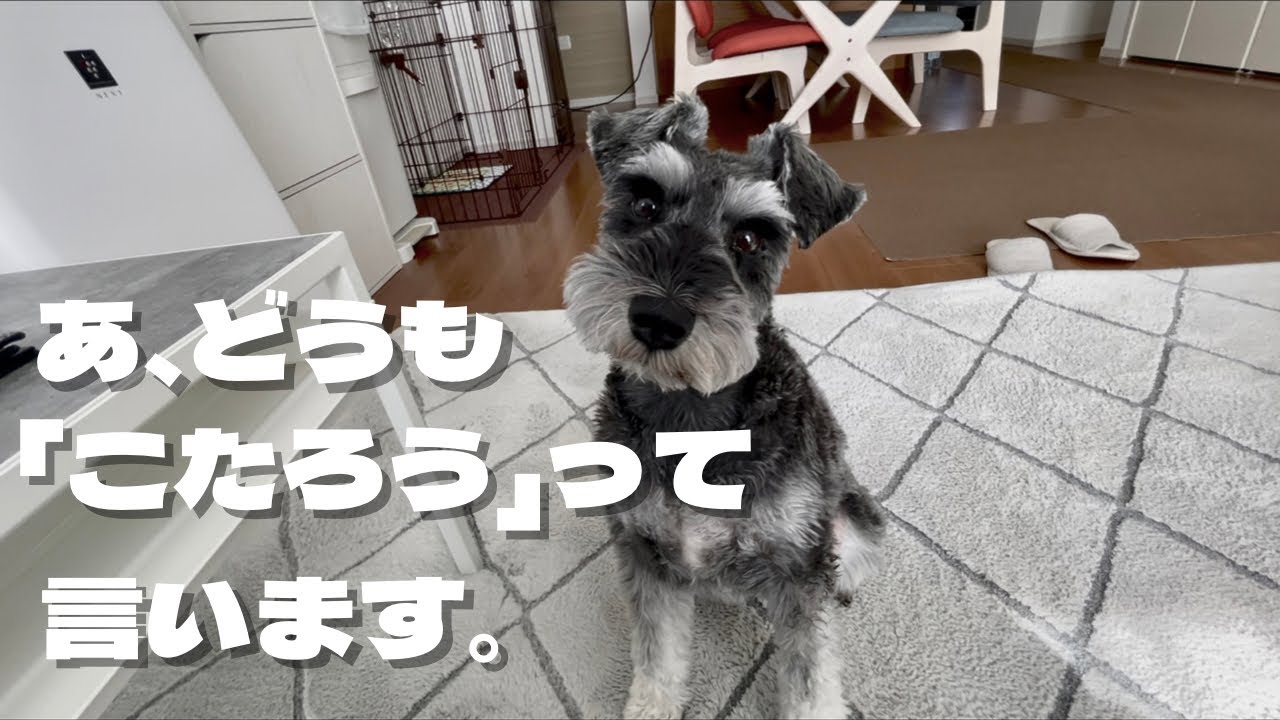 あ どうも こたろう って言います ミニチュアシュナウザー トイプードル シュナプー Youtube