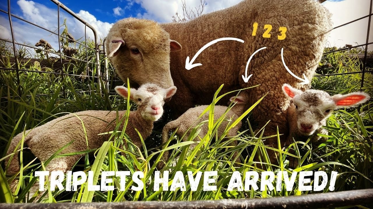 Not 1, Not 2, But 3! | Poll Dorset Ewes Having Triplets | Lambing 2022
