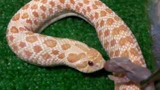 アルビノシシバナ ピンクm捕食 Youtube