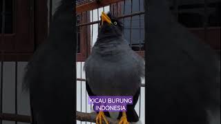 Download Lagu Jalak Kebo Master Super Gacor Manggut2 Part 25 #jalakgacor MP3