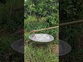 Solução ecológica repelente de aves