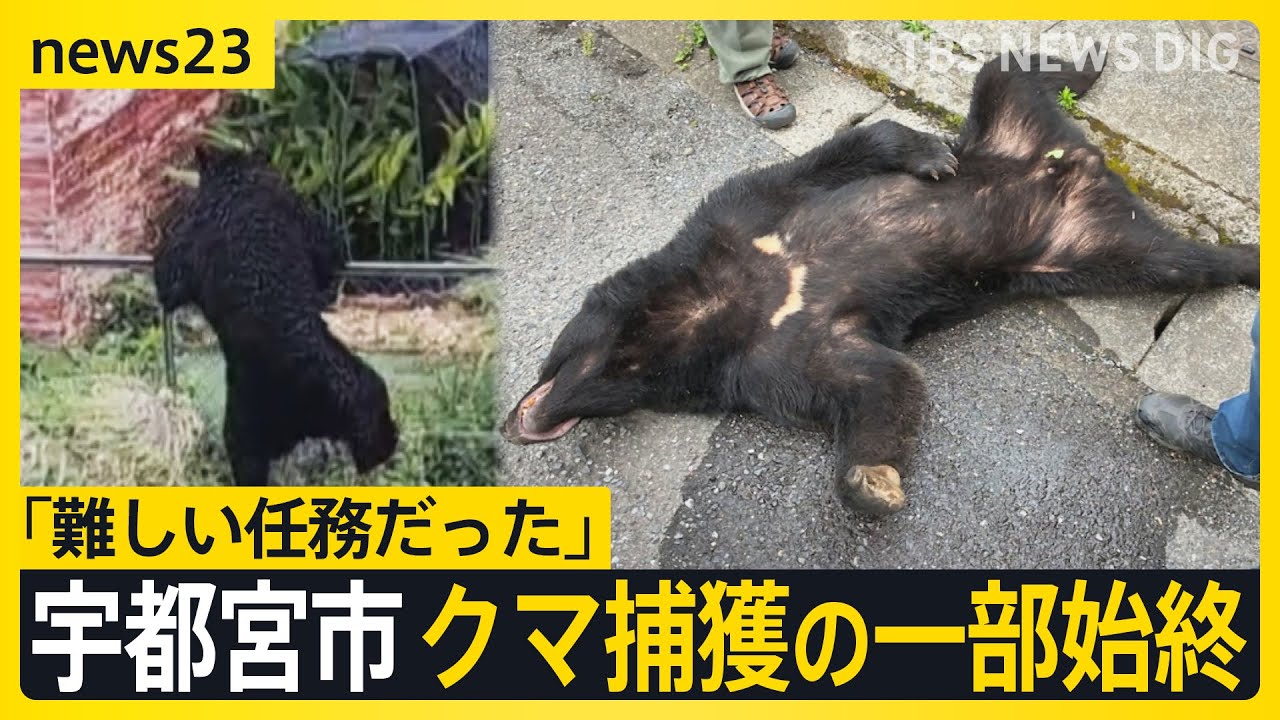 Utsunomiya bear capture: 
