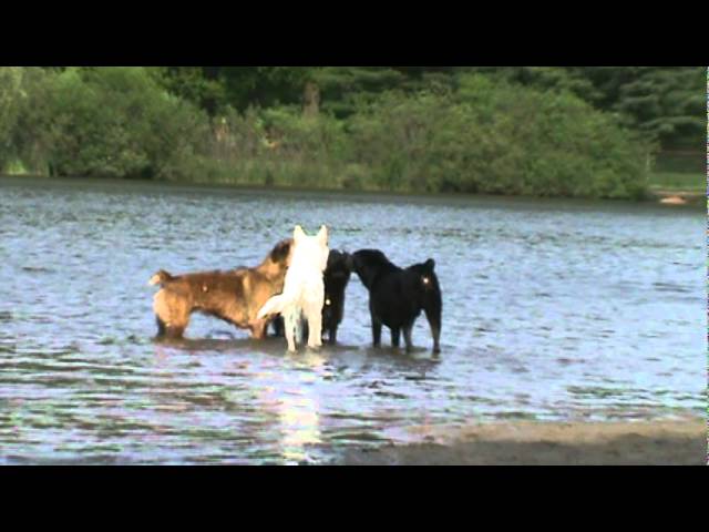 alaskan timber wolf dog