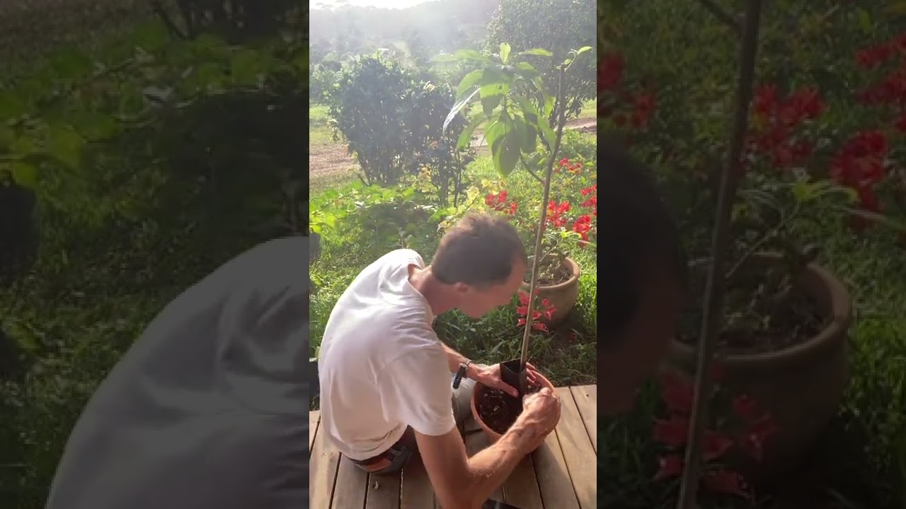 Protections Anti-Fourmis Manioc