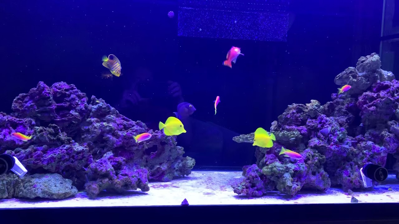 Finally got all the Bimaculatus Anthias in