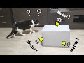 Meow from the Box. Cat’s Reaction