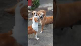 animal lover ❤❤#dog#god#animal#lcat#life#live