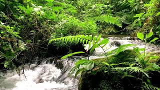 Stream Sounds for Sleep to Fall Asleep Quickly in the Evening – Stop Overthinking