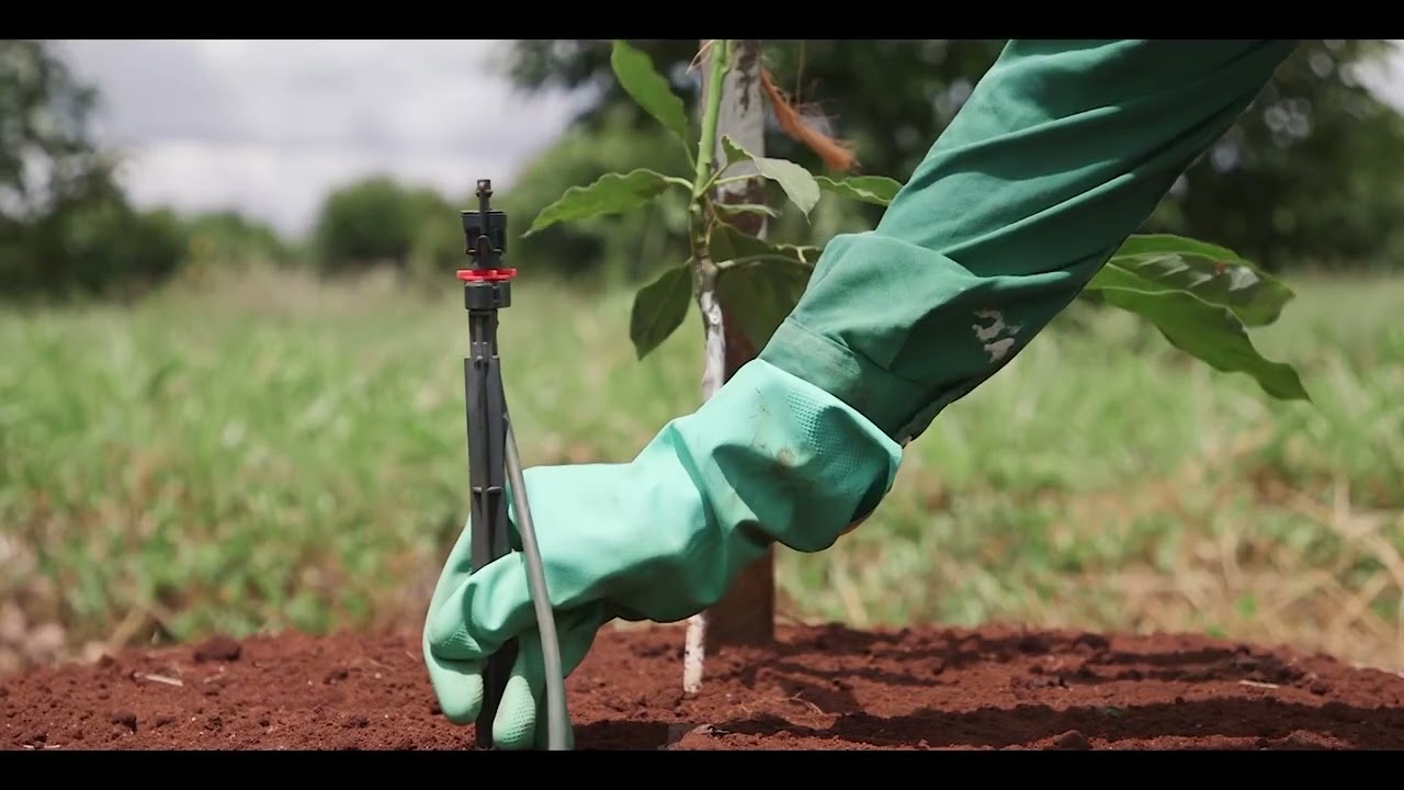 Inside Kakuzi: Avocado Water Use Efficiency