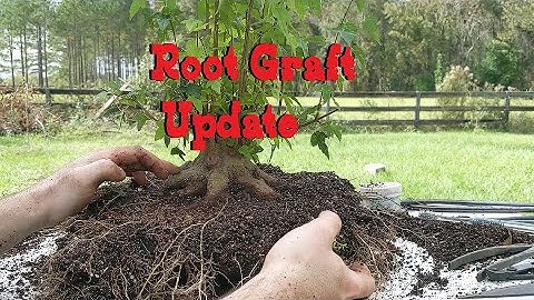 Quick Trident Maple Root Graft Update: That