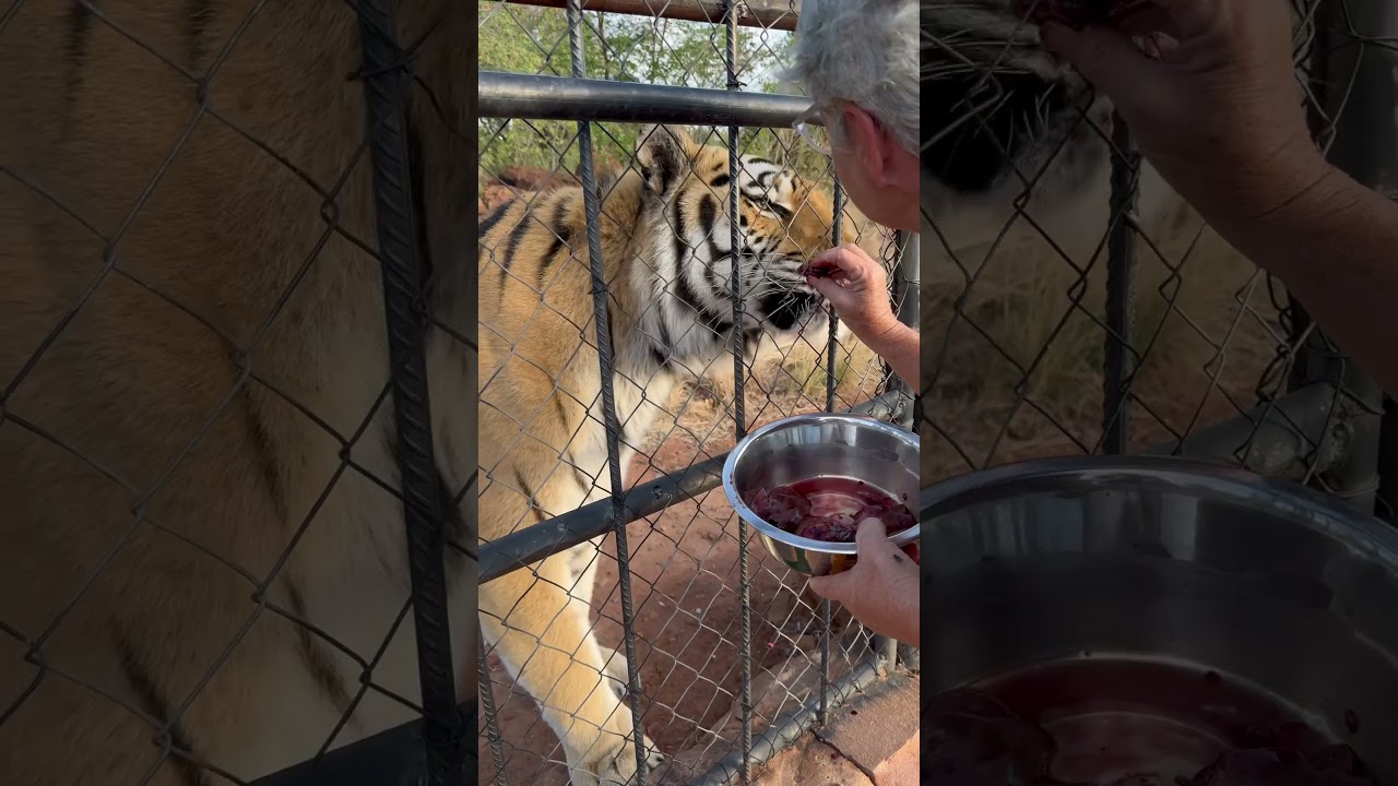 Feeding Fushan his medication 