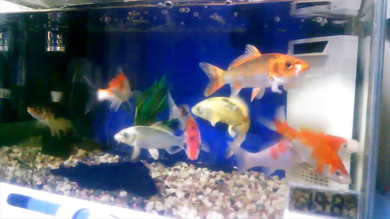 小錦鯉八匹を水槽飼育 Episode2 Youtube